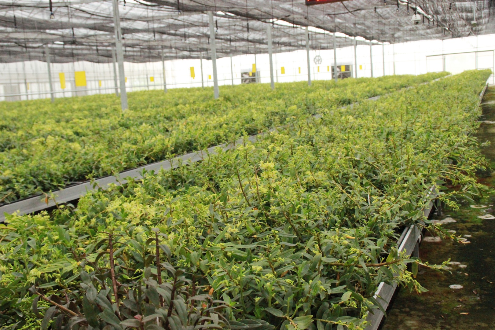 石斛种植